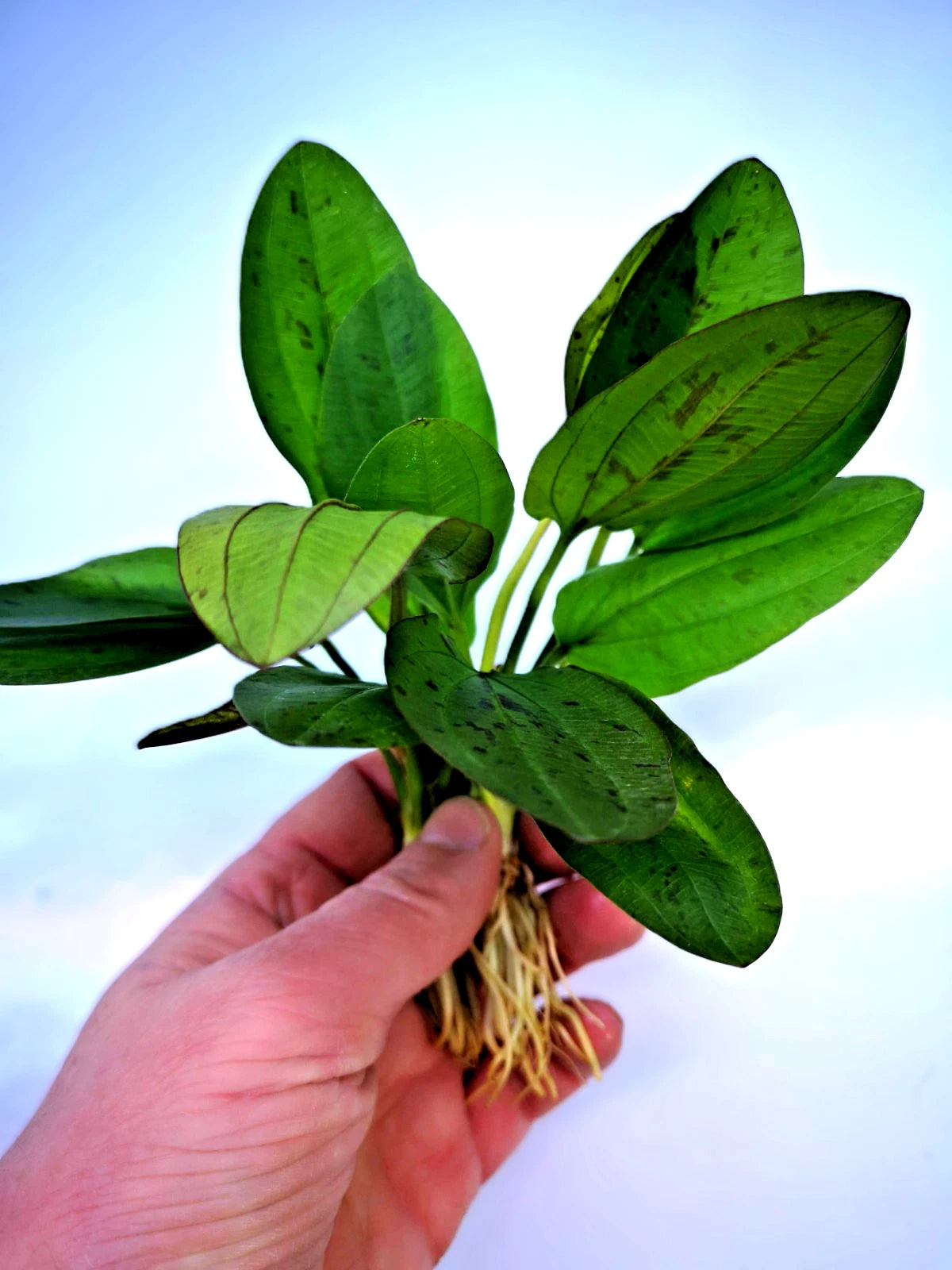 Echinodorus ‘Red Mystery’ – Rare Red Sword Aquarium Plant