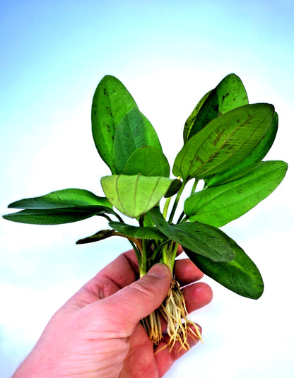 Echinodorus ‘Red Mystery’ – Rare Red Sword Aquarium Plant