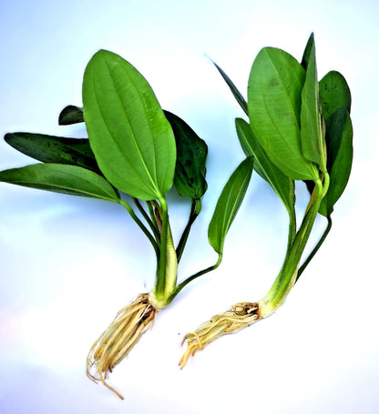 Echinodorus ‘Red Mystery’ – Rare Red Sword Aquarium Plant