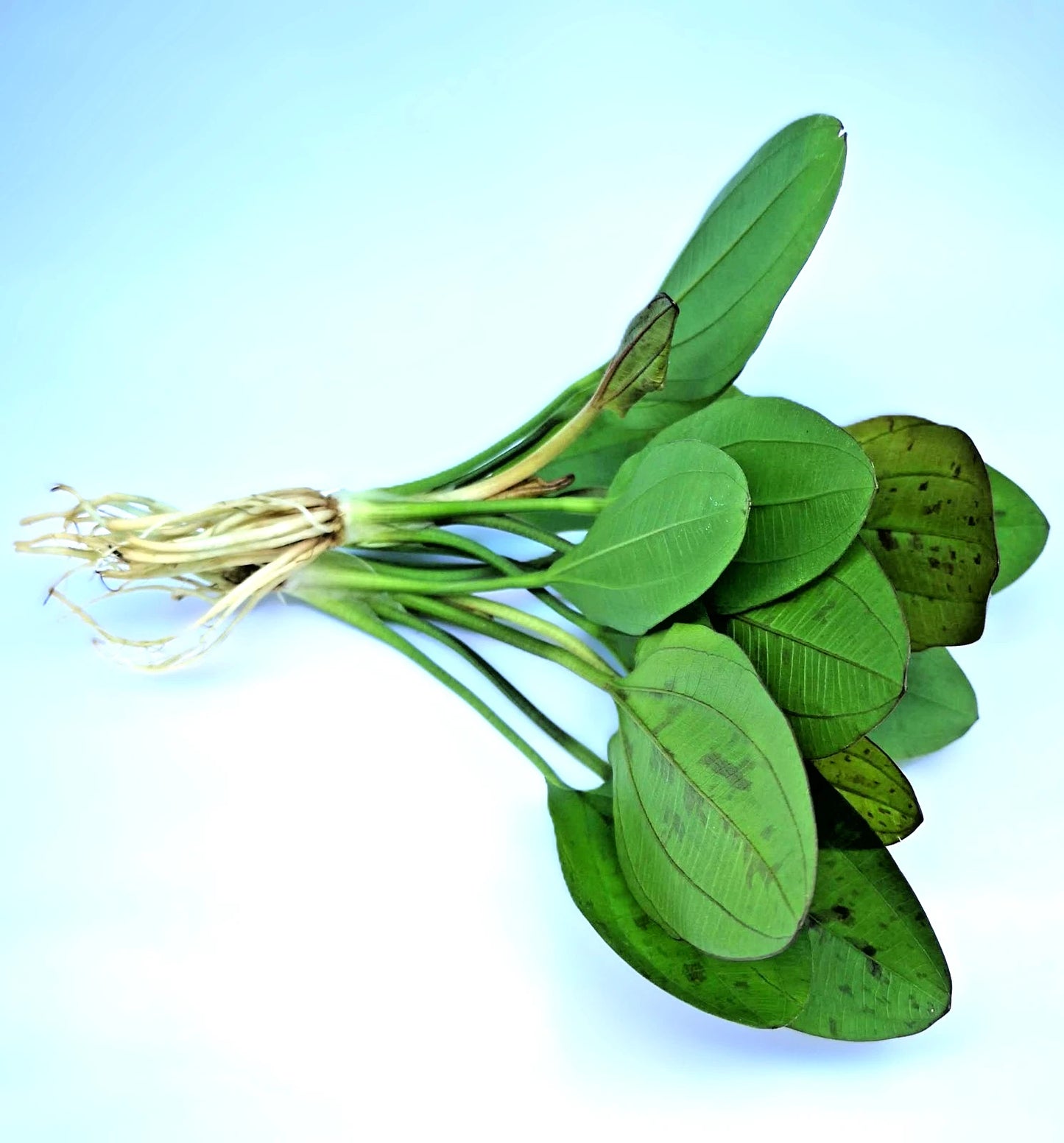 Echinodorus ‘Red Mystery’ – Rare Red Sword Aquarium Plant