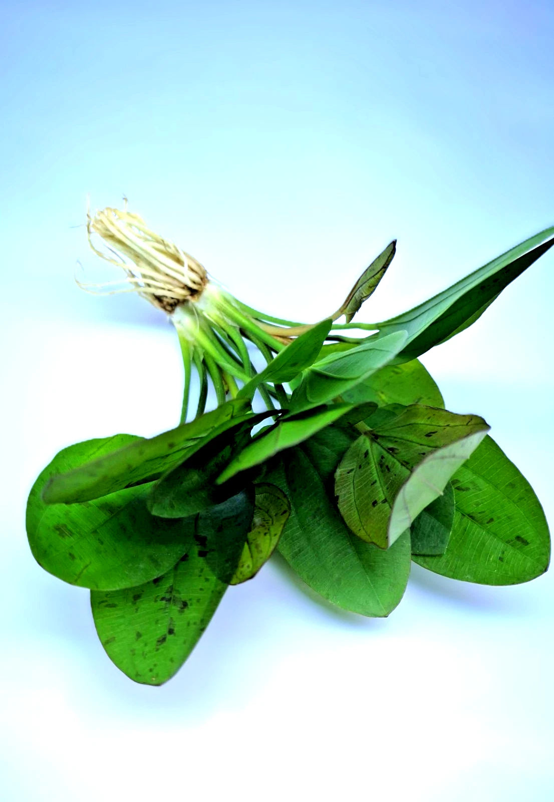 Echinodorus ‘Red Mystery’ – Rare Red Sword Aquarium Plant