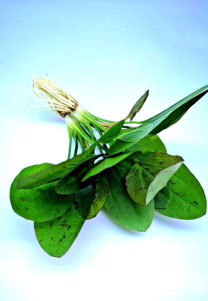 Echinodorus ‘Red Mystery’ – Rare Red Sword Aquarium Plant