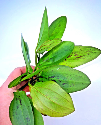 Echinodorus ‘Red Mystery’ – Rare Red Sword Aquarium Plant