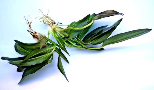 Echinodorus ‘Red Phoenix’ – Rare Red Sword Aquarium Plant | Easy Live Freshwater