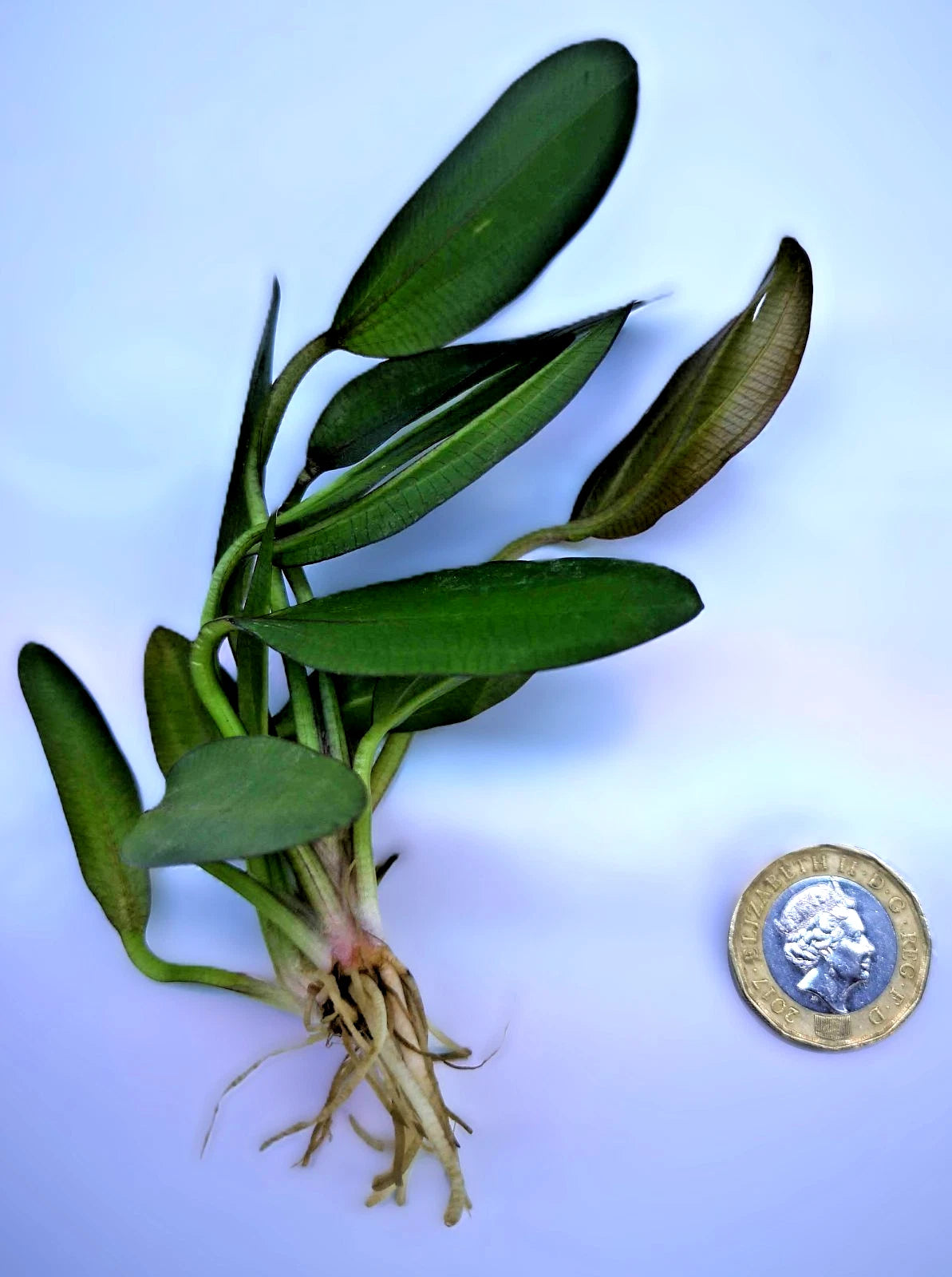 Echinodorus ‘Red Phoenix’ – Rare Red Sword Aquarium Plant | Easy Live Freshwater