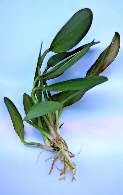 Echinodorus ‘Red Phoenix’ – Rare Red Sword Aquarium Plant | Easy Live Freshwater