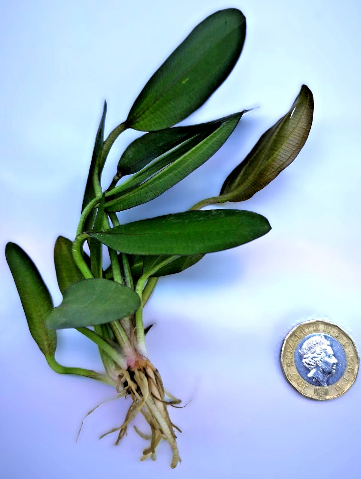 Echinodorus ‘Red Phoenix’ – Rare Red Sword Aquarium Plant | Easy Live Freshwater