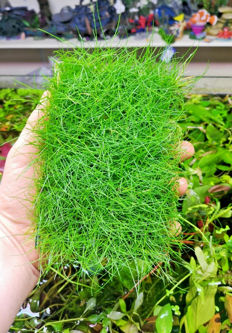 Eleocharis parvula dwarf hairgrass on mesh live aquarium Plant Shrimp Safe