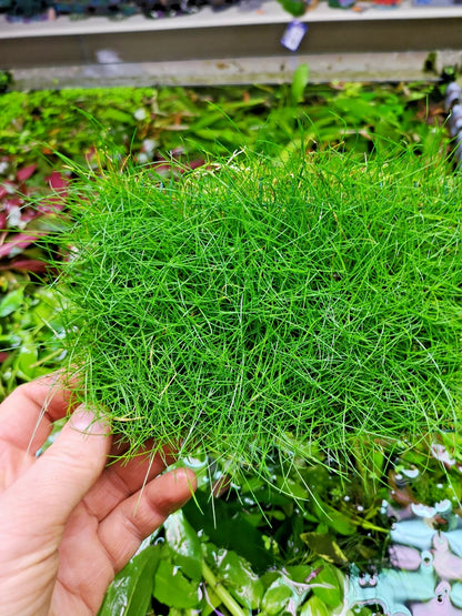 Eleocharis parvula dwarf hairgrass on mesh live aquarium Plant Shrimp Safe