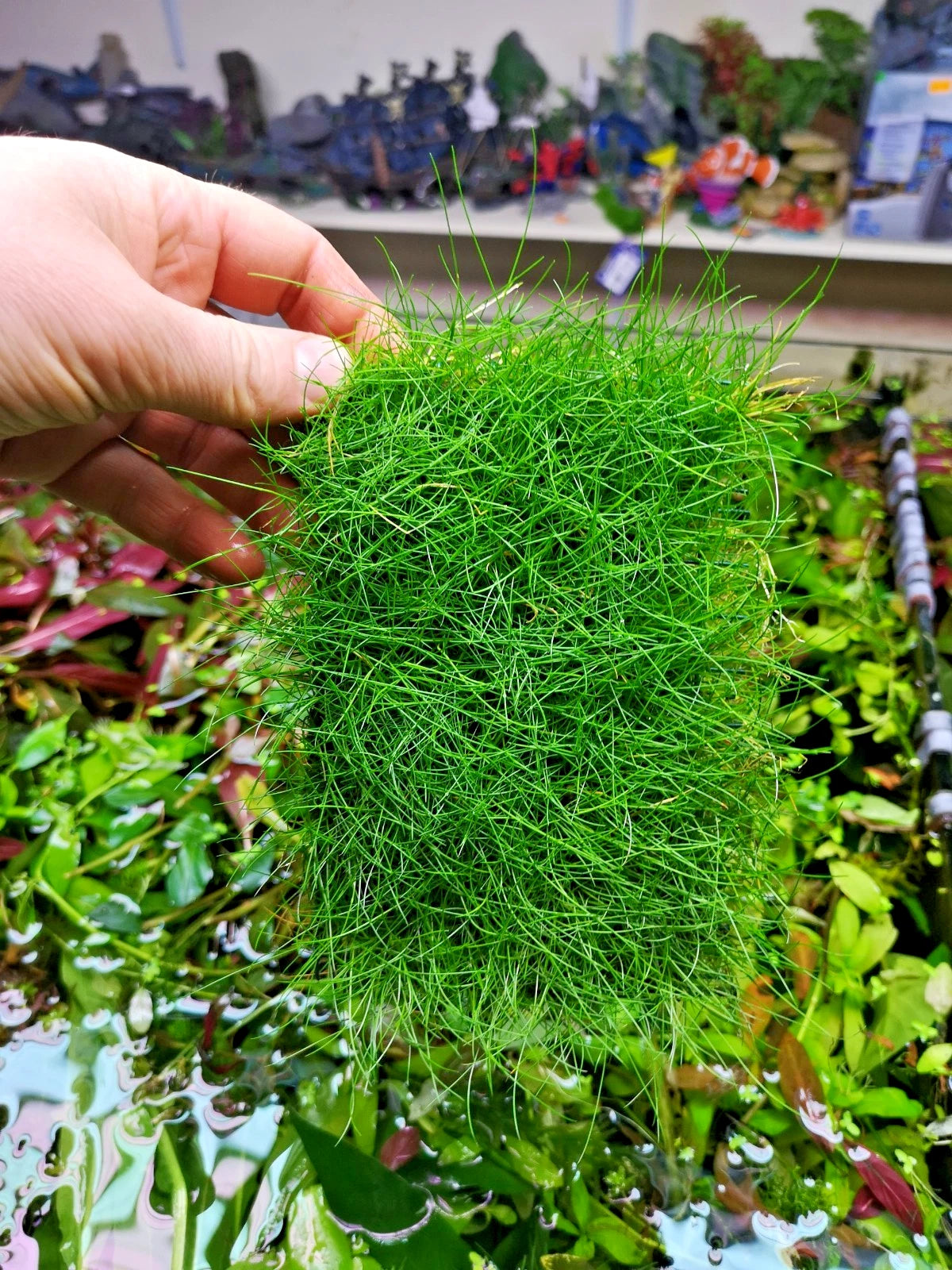 Eleocharis parvula dwarf hairgrass on mesh live aquarium Plant Shrimp Safe