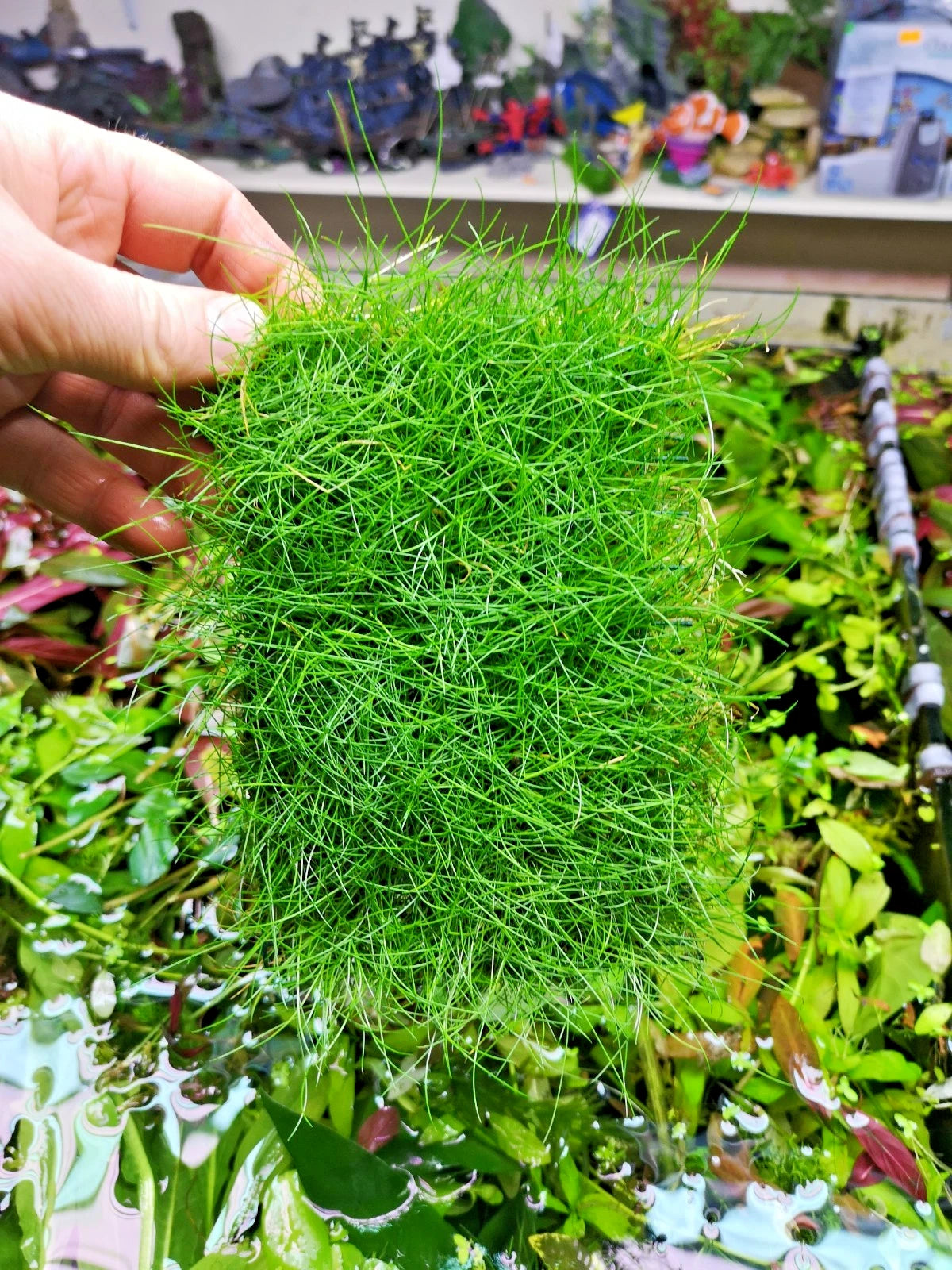 Eleocharis parvula dwarf hairgrass on mesh live aquarium Plant Shrimp Safe
