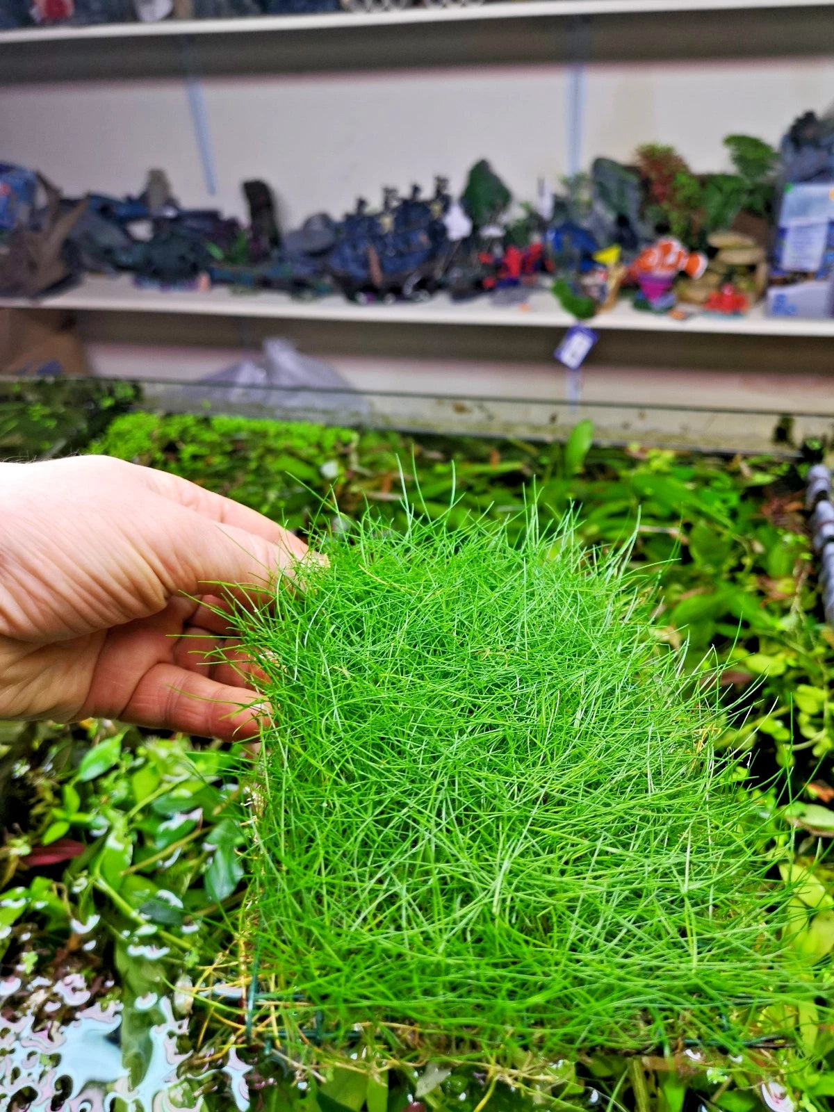 Eleocharis parvula dwarf hairgrass on mesh live aquarium Plant Shrimp Safe