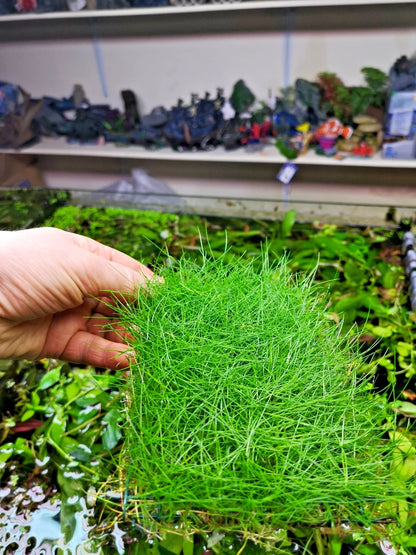 Eleocharis parvula dwarf hairgrass on mesh live aquarium Plant Shrimp Safe