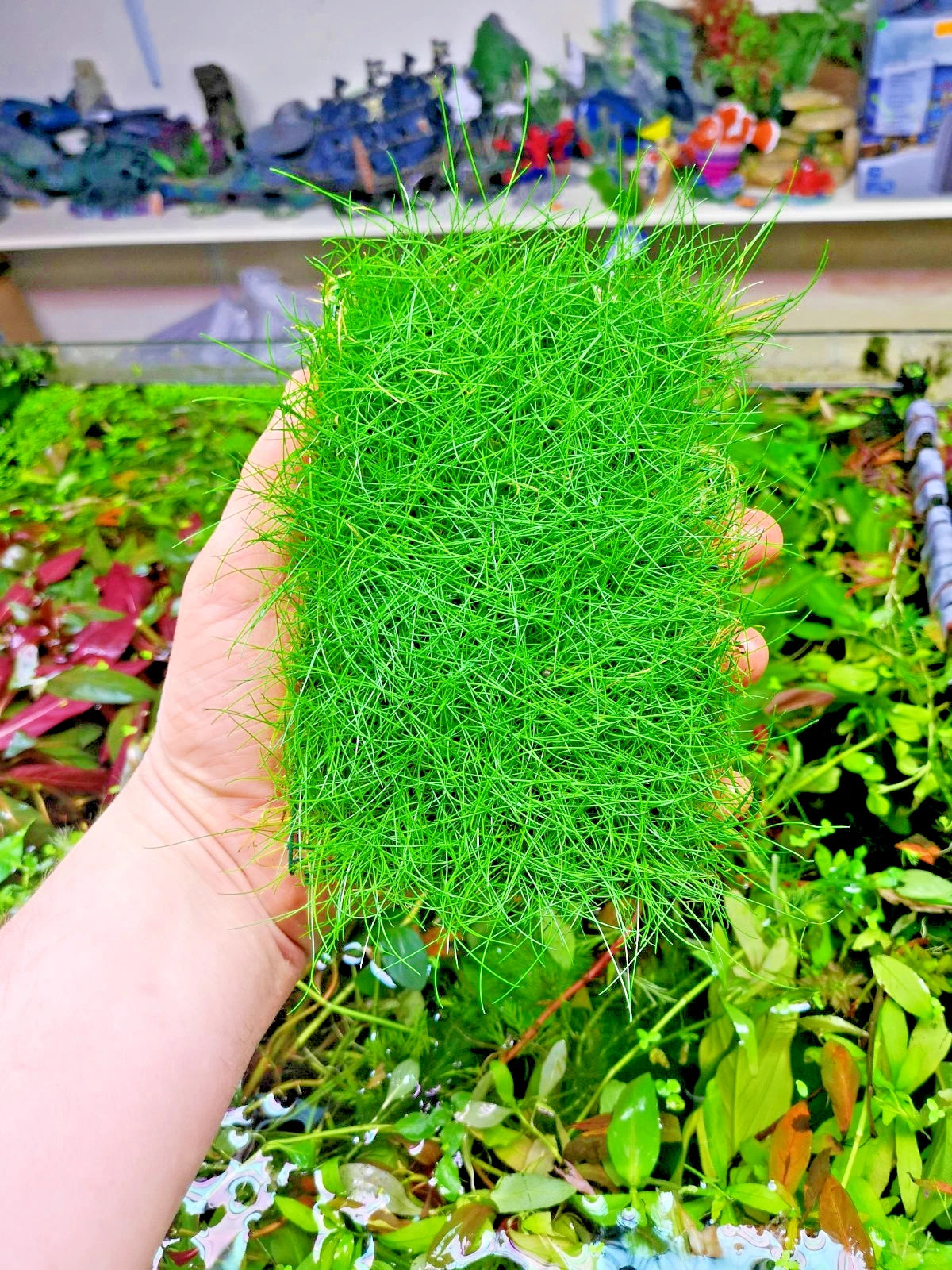 Eleocharis parvula dwarf hairgrass on mesh live aquarium Plant Shrimp Safe