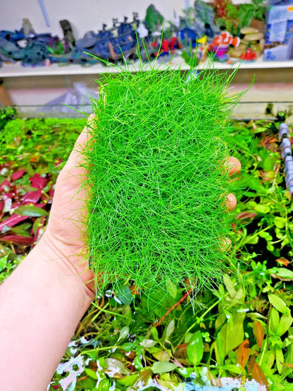 Eleocharis parvula dwarf hairgrass on mesh live aquarium Plant Shrimp Safe