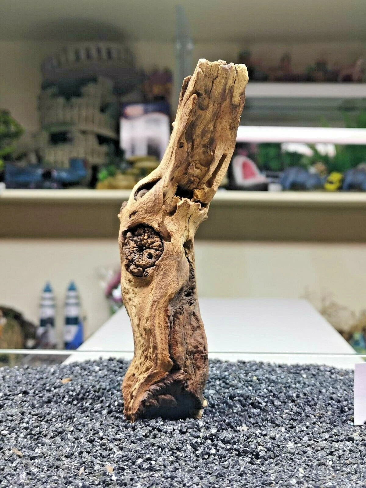 Extra Small Mopani wood x1 FOR Nano AQUARIUM, vivarium AQUASCAPING, bogwood