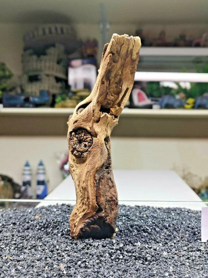 Extra Small Mopani wood x1 FOR Nano AQUARIUM, vivarium AQUASCAPING, bogwood