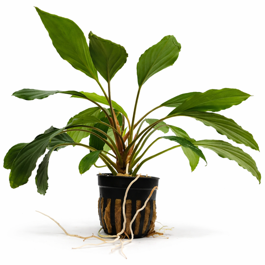 Homalomena sp. Broad Cuneate (Red Stem) Live Aquatic Plants Tropical Aquarium