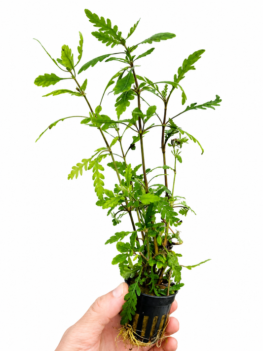 Hygrophila Pinnatifida Live Aquarium Plant Rare Freshwater Aquascaping