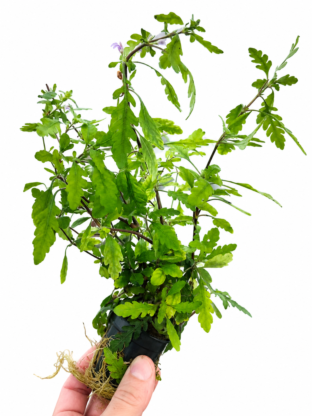Hygrophila Pinnatifida Live Aquarium Plant Rare Freshwater Aquascaping
