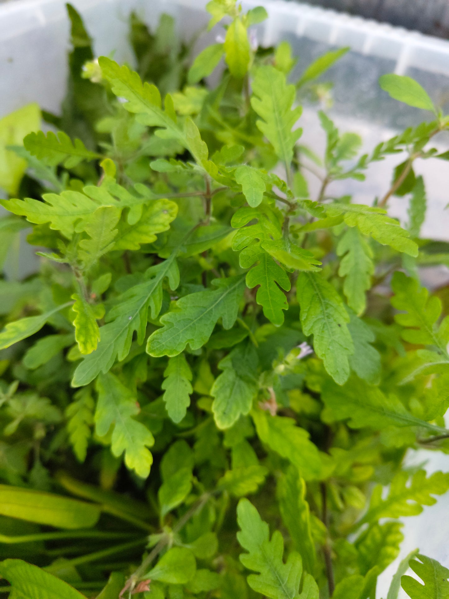 Hygrophila Pinnatifida Live Aquarium Plant Rare Freshwater Aquascaping