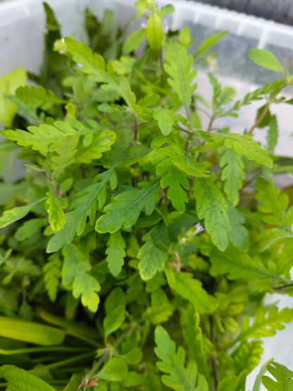 Hygrophila Pinnatifida Live Aquarium Plant Rare Freshwater Aquascaping