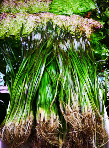 5 Straight Tiger Vallis Vallisneria Spiralis Live Aquarium Aquatic Plants