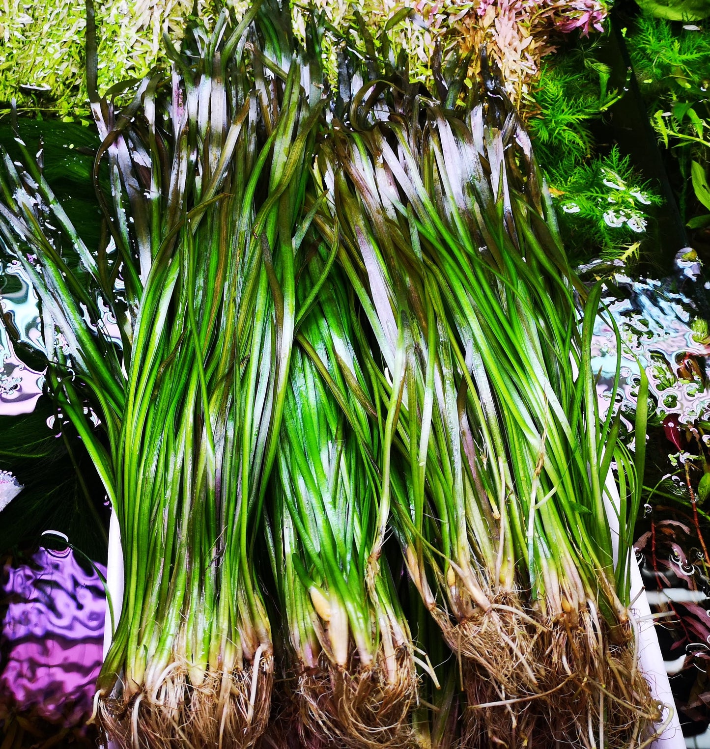 5 Straight Tiger Vallis Vallisneria Spiralis Live Aquarium Aquatic Plants