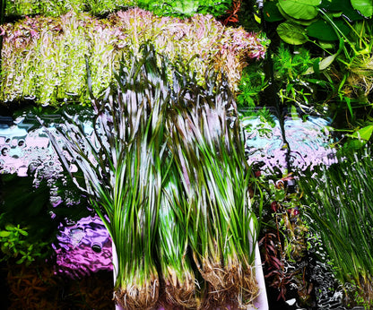 5 Straight Tiger Vallis Vallisneria Spiralis Live Aquarium Aquatic Plants