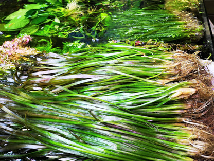 5 Straight Tiger Vallis Vallisneria Spiralis Live Aquarium Aquatic Plants