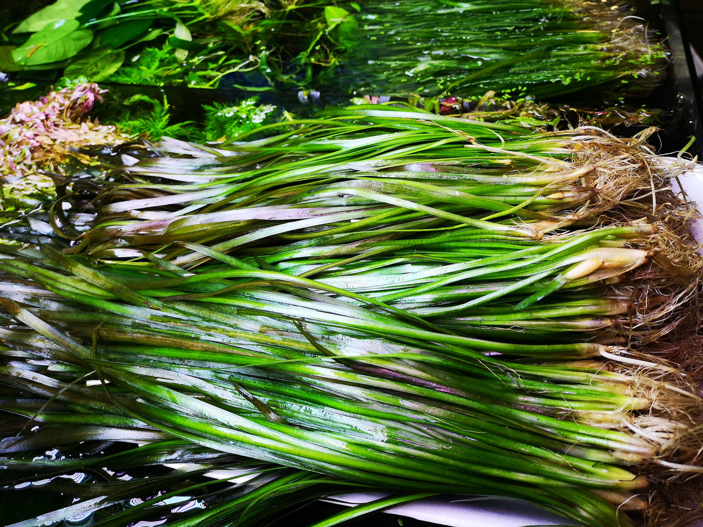 5 Straight Tiger Vallis Vallisneria Spiralis Live Aquarium Aquatic Plants