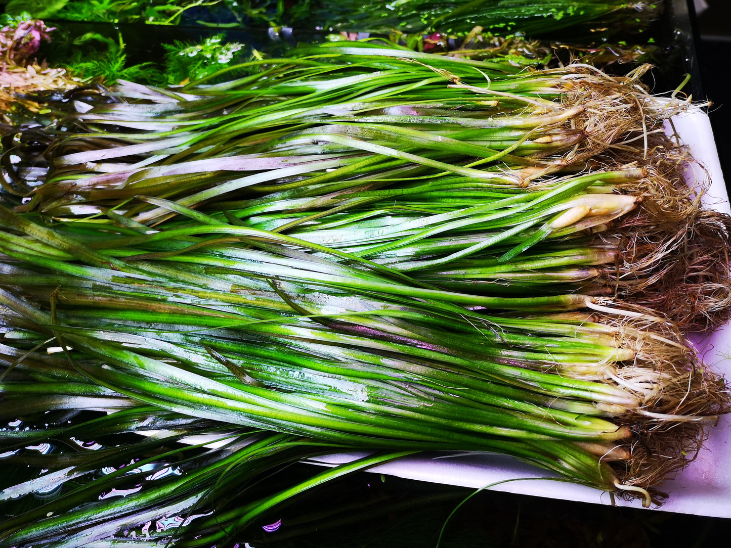 5 Straight Tiger Vallis Vallisneria Spiralis Live Aquarium Aquatic Plants