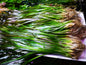 5 Straight Tiger Vallis Vallisneria Spiralis Live Aquarium Aquatic Plants