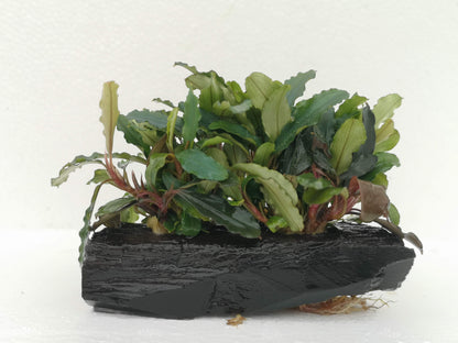 Bucephalandra ON WOOD bogwood Live Aquarium Aquatic Plants driftwood