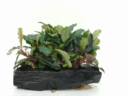 Bucephalandra ON WOOD bogwood Live Aquarium Aquatic Plants driftwood
