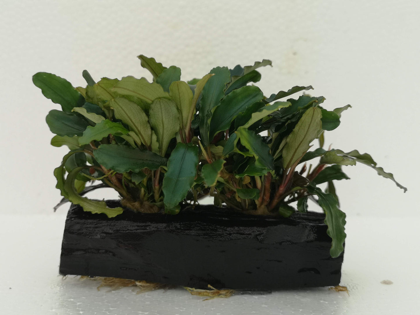 Bucephalandra ON WOOD bogwood Live Aquarium Aquatic Plants driftwood