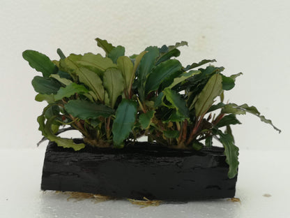 Bucephalandra ON WOOD bogwood Live Aquarium Aquatic Plants driftwood