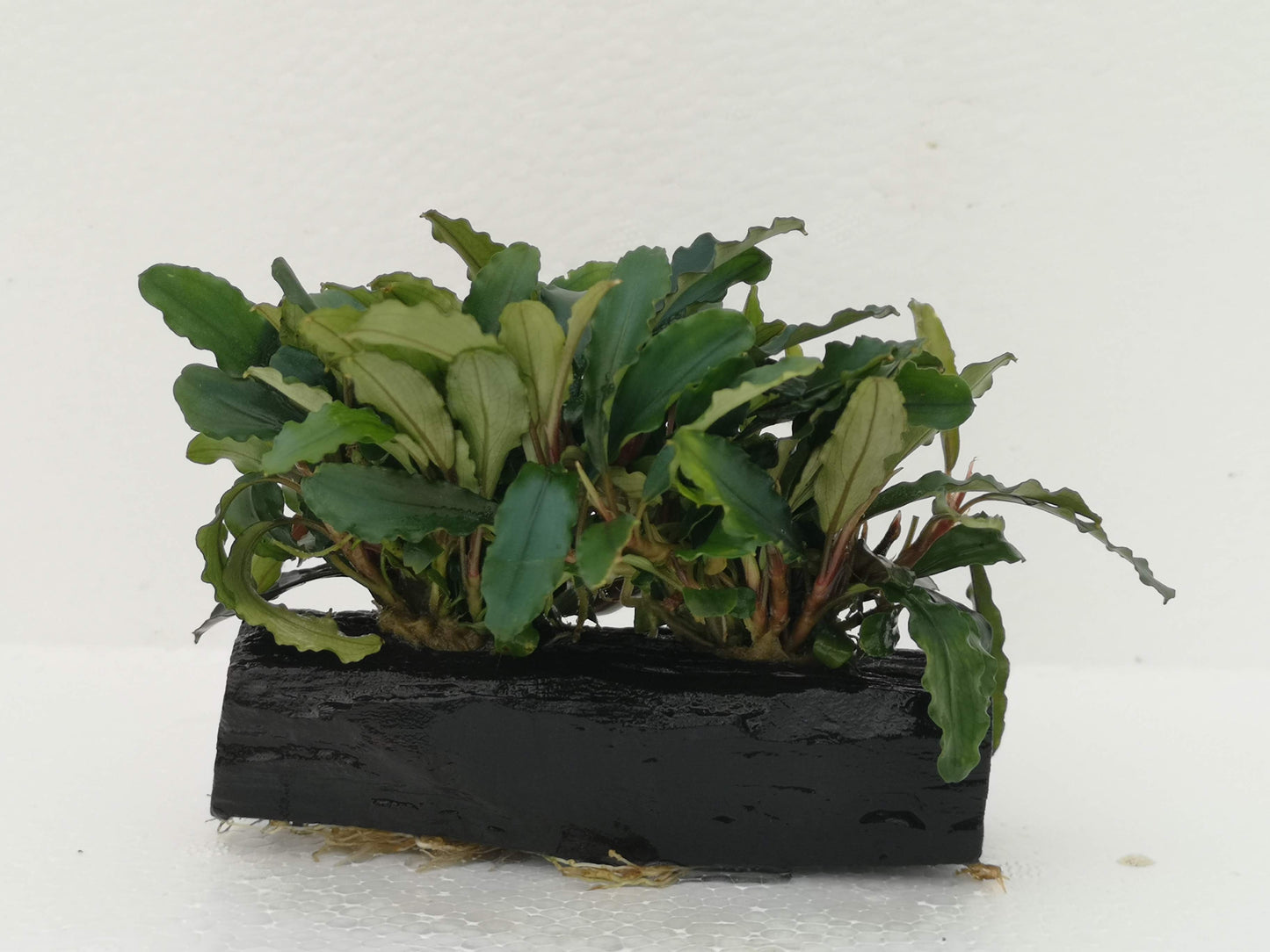 Bucephalandra ON WOOD bogwood Live Aquarium Aquatic Plants driftwood