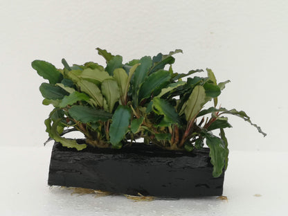 Bucephalandra ON WOOD bogwood Live Aquarium Aquatic Plants driftwood
