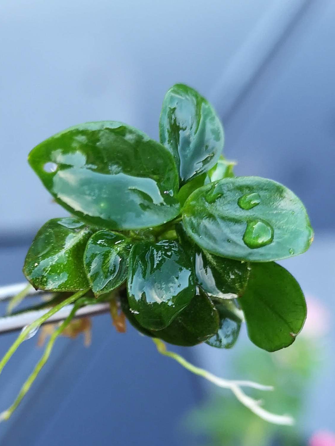 Anubias Stardust Mini Live Aquarium Plants Tropical Aquascaping RARE 1 cutting