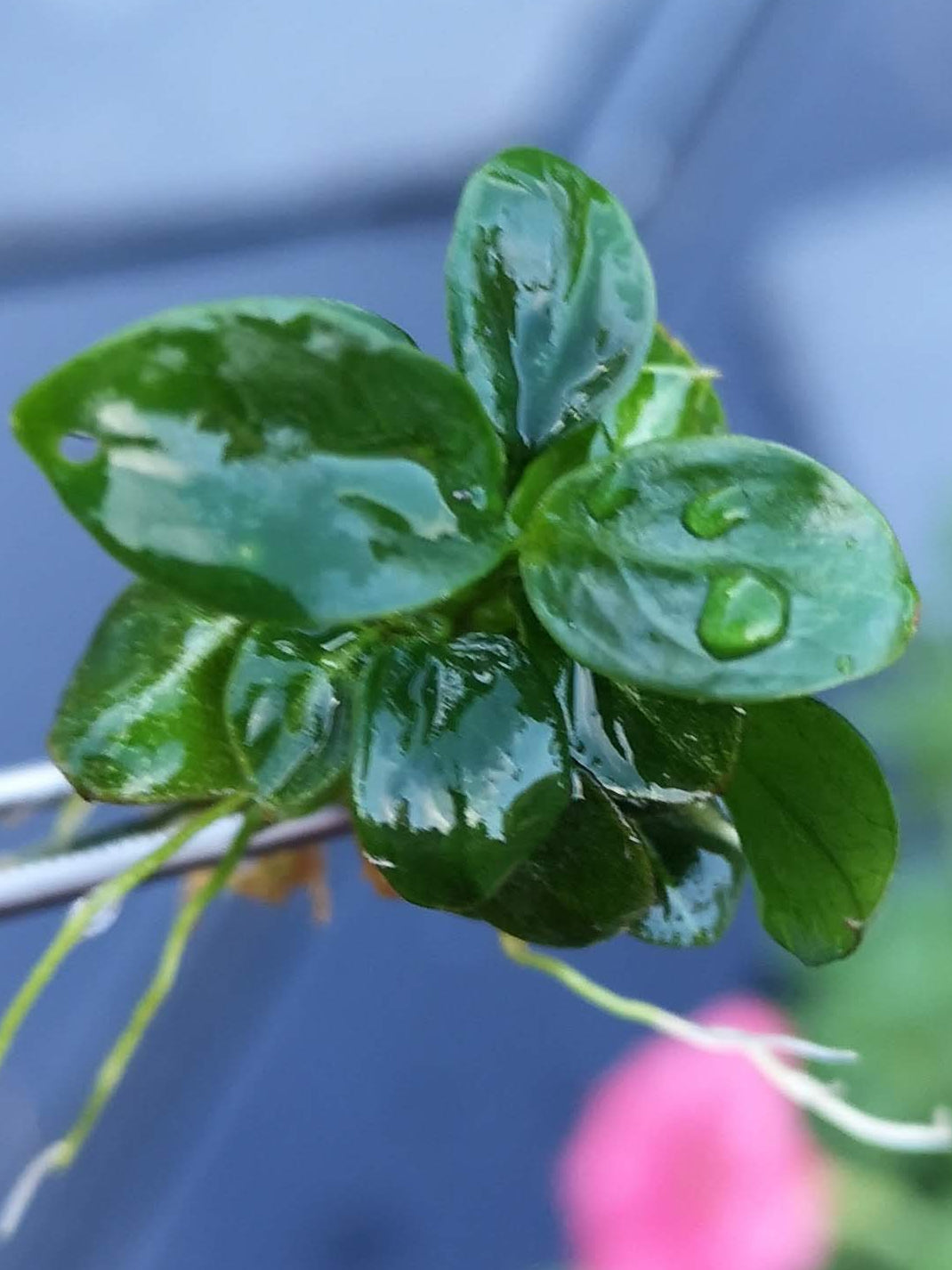 Anubias Stardust Mini Live Aquarium Plants Tropical Aquascaping RARE 1 cutting