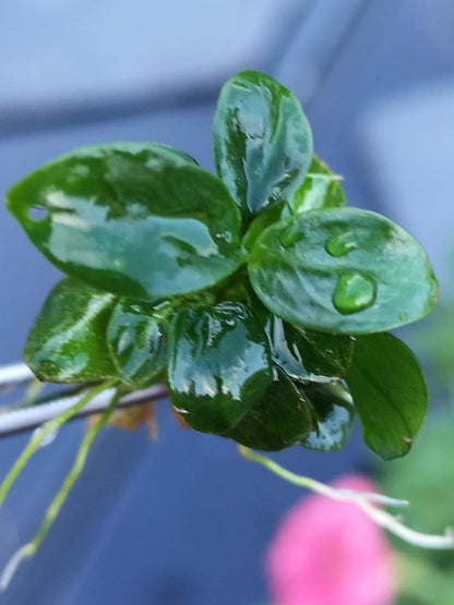 Anubias Stardust Mini Live Aquarium Plants Tropical Aquascaping RARE 1 cutting