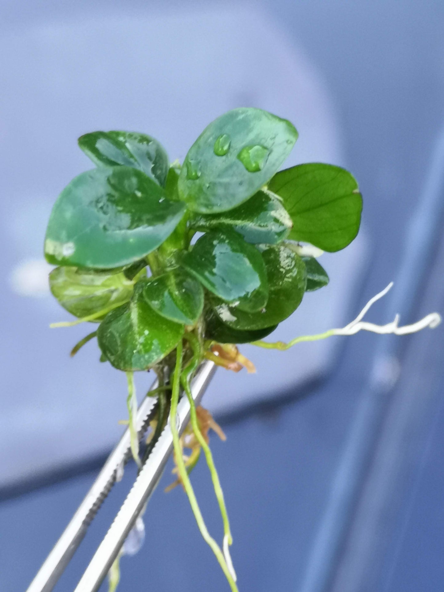 Anubias Stardust Mini Live Aquarium Plants Tropical Aquascaping RARE 1 cutting