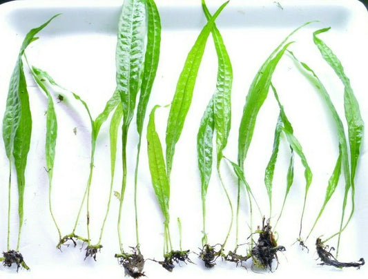 JAVA FERN Microsorum pteropus AQUARIUM PLANTS TROPICAL fish LIVE Shrimp safe