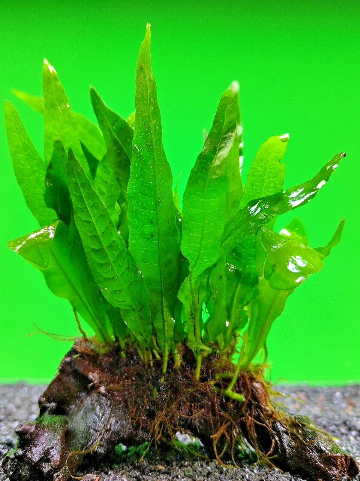 JAVA FERN ON approx 10cm WOOD bogwood, driftwood Live Aquarium Aquatic Plants