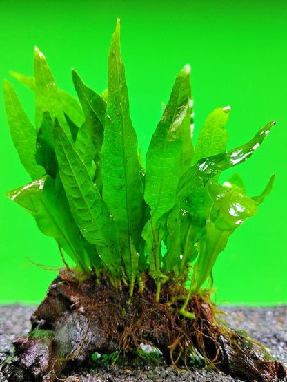 JAVA FERN ON approx 10cm WOOD bogwood, driftwood Live Aquarium Aquatic Plants