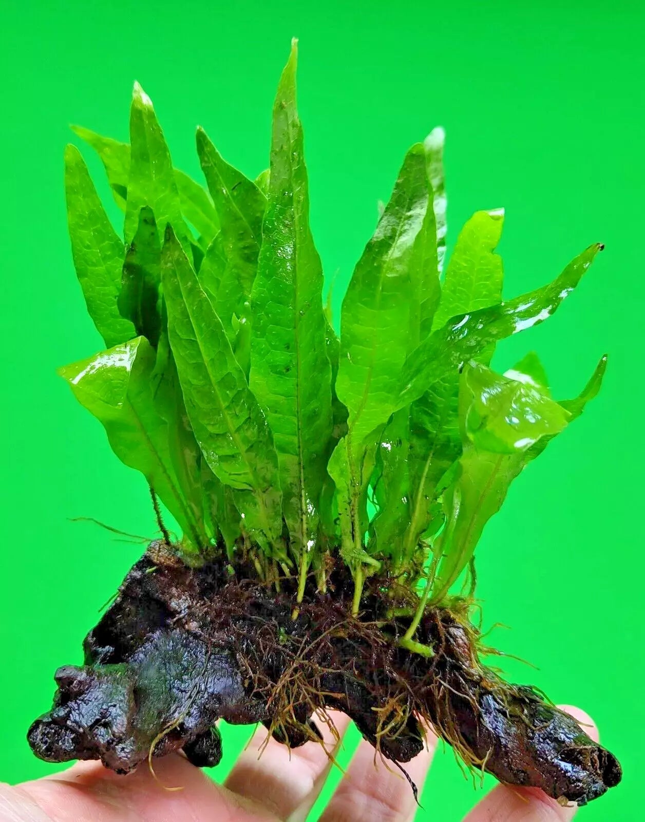 JAVA FERN ON approx 10cm WOOD bogwood, driftwood Live Aquarium Aquatic Plants