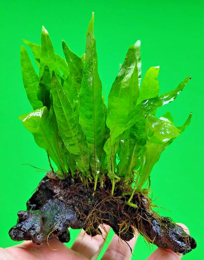 JAVA FERN ON approx 10cm WOOD bogwood, driftwood Live Aquarium Aquatic Plants