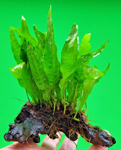 JAVA FERN ON approx 10cm WOOD bogwood, driftwood Live Aquarium Aquatic Plants