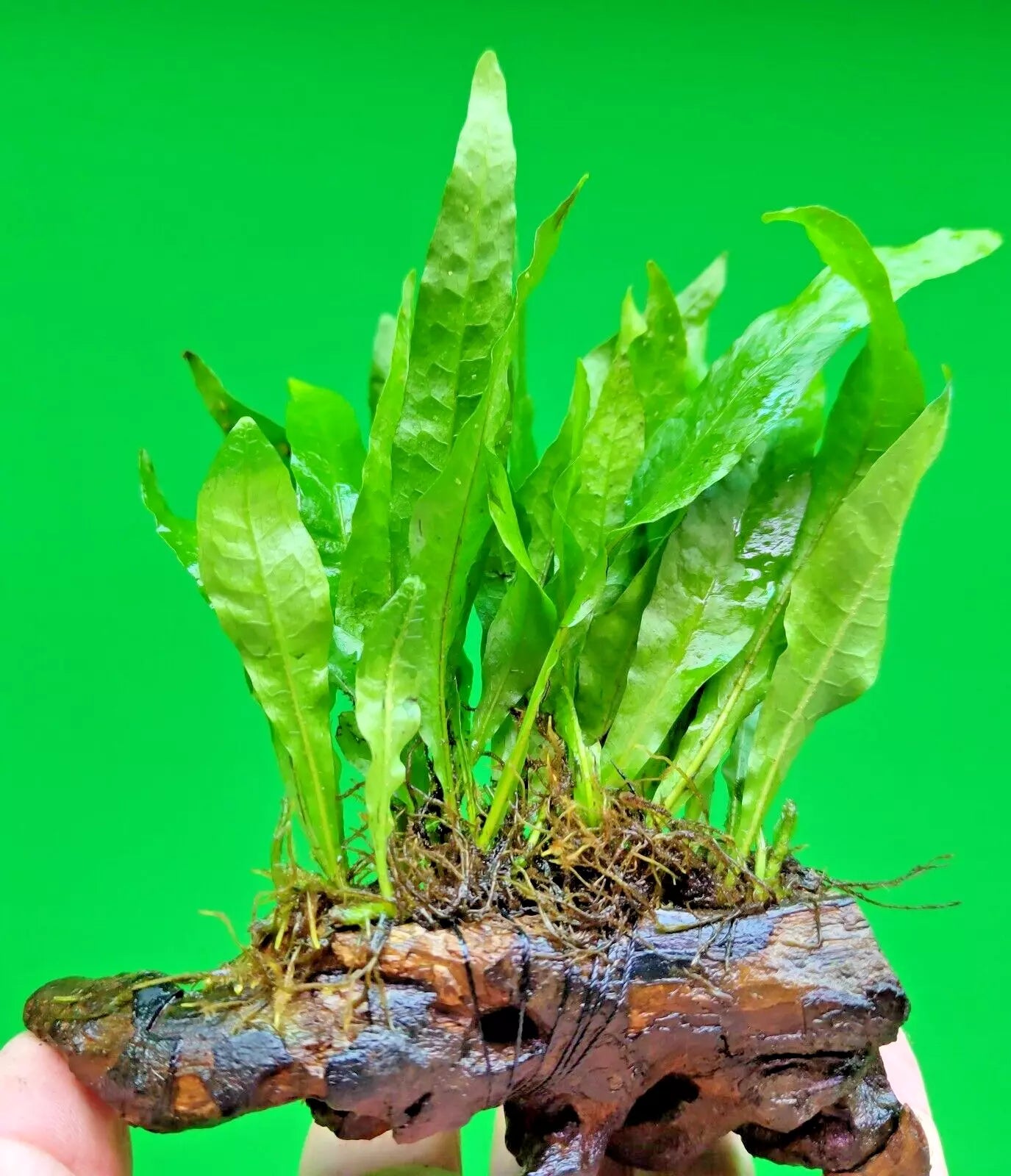 JAVA FERN ON approx 10cm WOOD bogwood, driftwood Live Aquarium Aquatic Plants